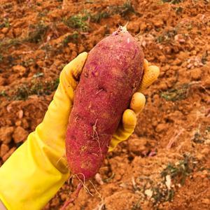 고구마 해남 꿀고구마 호박고구마 베니하루카  호풍미 5kg 한입 (50g 미만) / 지마켓 단독 하루 특가