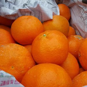 제주도 천혜향 레드향 가정용 선물용 3kg(7~15과)