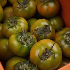 대저토마토 짭짤이 토마토 제철 신선과일 가정용 실속형 샐러드용 생토마토 선별출고