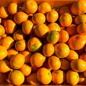 제철과일 제주 감귤 밀감 고당도 로얄과(2S-M) 5kg