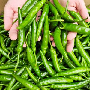 [맛딜] 국내산 정품 청양고추 10kg