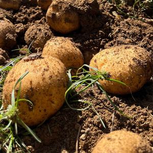 [포슬포슬] 국내산 햇 감자 5kg(특)