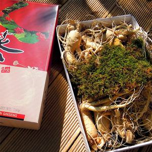 [풍기인삼] 6년근 난발삼(중) 750g(11~13뿌리)-2박스
