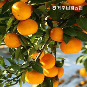 제주산지직송 타이벡 노지감귤 대과 9kg (실중량)