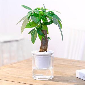 아트박스/에코벨 인테리어 자동급수 화분/벽화분