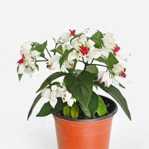 마이플랜트 클레로 덴드론 덴드롱 소형 야생화 꽃모종 인테리어 관엽식물