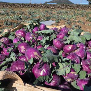 제주 콜라비 10kg내외/사이즈혼합