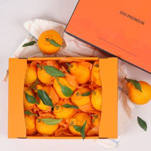 제주 한라봉 고급 선물세트 3kg (중간봉/12-15과)