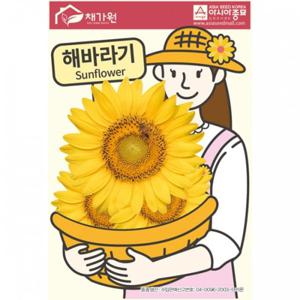 아시아종묘 씨앗 꽃 해바라기 50립