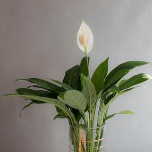 아트박스/디어먼트 수경식물 스파티필름 인테리어 화병세트 (L)