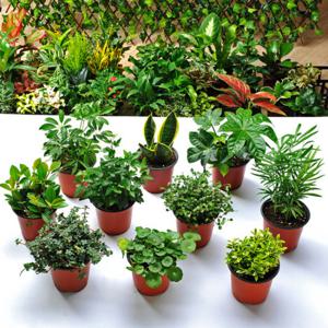 가꾸지오 포트식물B