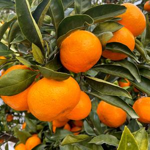 제주 고당도 타이벡 감귤 2.5kg 소과 (2S-S)