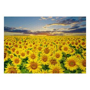 명화 풍경 직소퍼즐 1000피스 해바라기 들판 PG1005