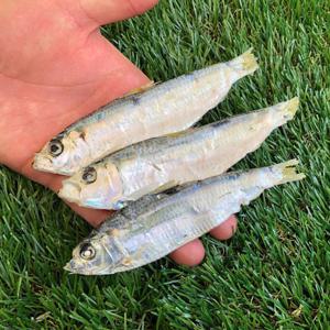 상급 국산 디포리 500g 육수용멸치 건디포리 다시멸치