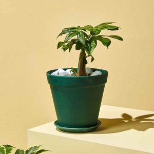 [모던하우스] 뱀부 파이버 팟 M D15xH13.5 그린