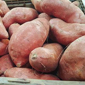 [참다올] 호박고구마 1kg