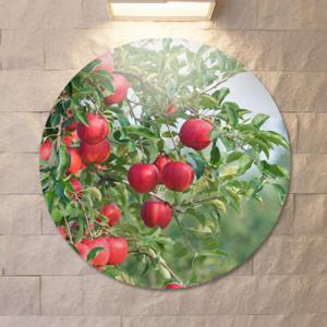 아트박스/꾸밈 cs916-원형아크릴액자_탐스러운빨간사과