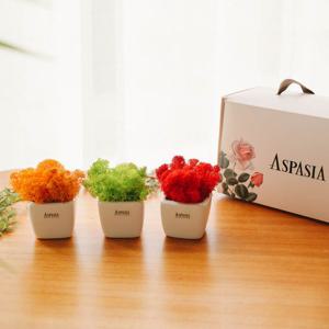 미뇽트리플 쁘띠 모스화분(3컬러)세트-스칸디아모스