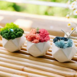 숲 바다 산호 투톤 스칸디아모스 화분 -공기정화,탈취,습기제거