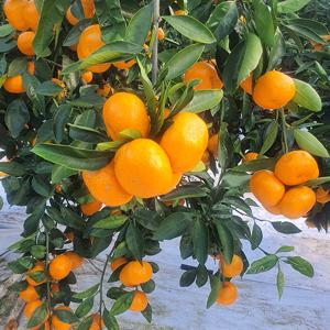 [제주직송] 고당도 타이벡감귤 4.5kg(프리미엄과/사이즈S)