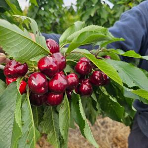 고당도 칠레 체리 1kg 2팩(9.5R 사이즈)