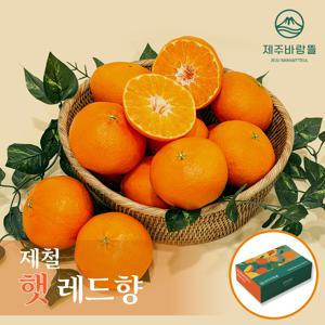 [제주바람뜰] 햇 레드향 4.5kg (200∼300g / 15∼23과)