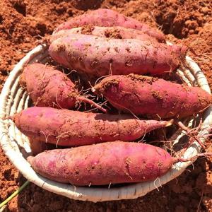 해남 황토 호박고구마 5kg (한입)