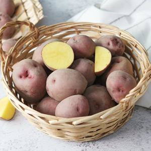 [산지직송] 함안 포슬포슬 카스테라감자 홍감자(대특) 3kg