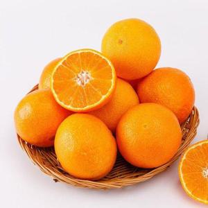 갤러리아_제주 하우스 고당도 달콤과즙 레드향 10kg 중소과