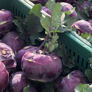 제주 콜라비 9kg 상품