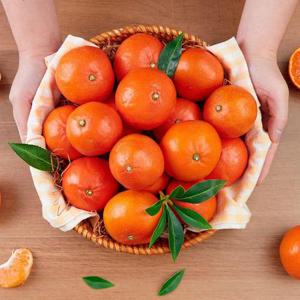 갤러리아_[맛딜]제주 빨간귤 홍미향 홍매향 5kg 중소과