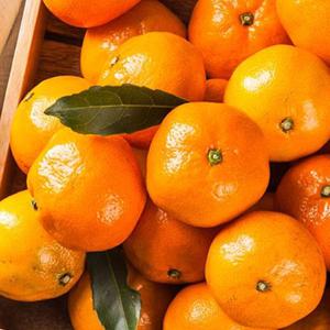 제주 노지감귤 9kg 대과 L-2L 조생감귤