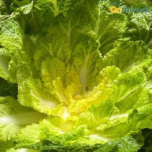 온미락 청정 진도 남해 봄동 2kg(7~12입) 해풍맞은 겨울 배추 겉절이