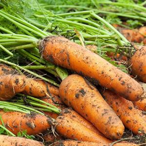 [산정마을]국내산 싱싱한 흙당근 5kg (중)