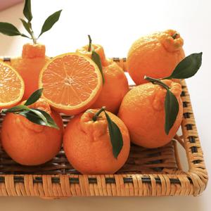 [대진작목반] 제주 한라봉 5kg(21-25과) 가정용