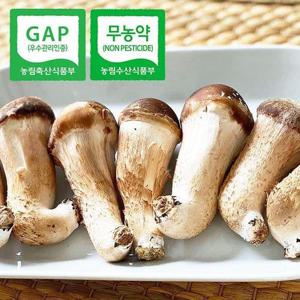 갤러리아_[무농약] GAP인증 산지직송 국내산 참송이버섯 1kg(실속,중)