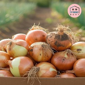 국내산 산지직송 햇양파 10kg (중사이즈)