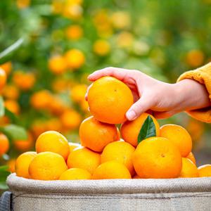 제철진미 제주햇귤 노지감귤 소과 3kg (2S)