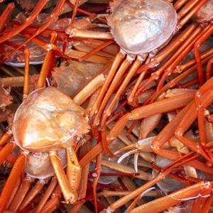 포항 자숙 홍게 3kg 수율50% 국물용 B급 소소자 홍게 15미