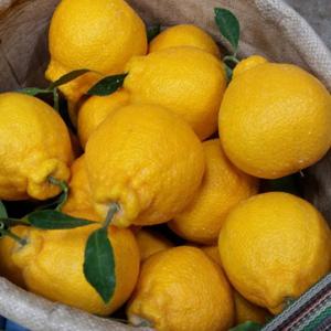 제주직송 노지 한라봉 40과 전후 10kg