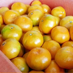 [농협] 한아름드린 제주 노지감귤 3kg / M사이즈