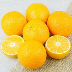 제주 황금향 선물용 3kg(5~15과)