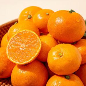 [더조은] 제주직송 서귀포 타이벡 감귤 (혼합과) 10kg