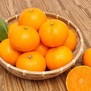 [농협] 한아름드린 천혜향 3kg(특10과내)