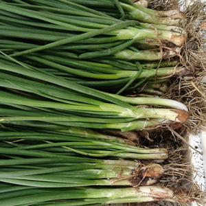 초록초록 팜 국내산 제철 당일 수확 흙 쪽파 2kg 파김치용