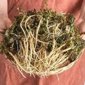 갤러리아_깨끗하게 손질한 세척냉이 500g