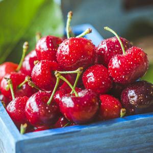 달콤하고 향긋한 고당도 생 체리 1.6kg (10R)