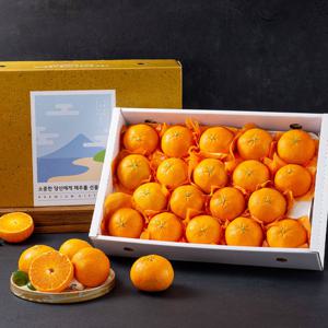 제주 레드향 5kg(중대 19-25과) 선물용