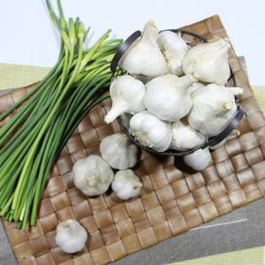 [남해농협] 남해 45일건조 생 통마늘 3kg(특)/마늘망 미포함