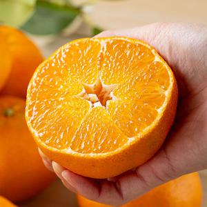 제주 레드향 5kg(중소 27-40과) 가정용